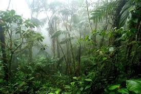 Surinam, also known as the honeycomb, is located in the tropical rainforest of south america. 7 Strange And Exotic Animals Of Central America