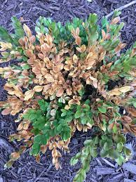 The goshiki false holly is an attractive evergreen shrub that is grown for the amazing and beautiful colored patterns on its leaves. Yellow Leaves On Boxwood 476469 Ask Extension