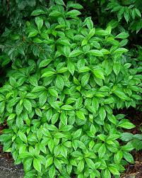 Image result for Psychotria palustris