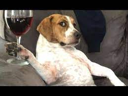 Wildlife photography is much more demanding than you would ever think. Funny Videos Of Funny Animals Behaving Like Humans 2016 Best Of Youtube