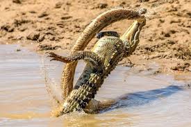 Ular terbesar di dunia asli. Seekor Buaya Bertarung Melawan Ular Paling Berbisa Di Asia
