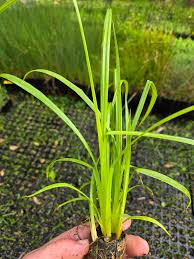 Image result for Cyperus exaltatus