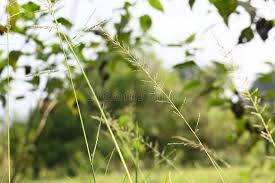 Image result for Sporobolus pyramidalis