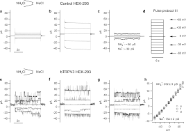 Plos One The Bovine Trpv3 As A Pathway For The Uptake Of Na Ca2 And Nh4