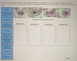 Ø chances of chemical and microbial contamination are very high in in vitro methods. Examine The Animal Cells As They Ate Each In A Chegg Com