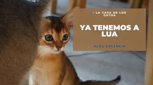 Encontre este pin e muitos outros na pasta un caso de amor de yana medeiros. Vlog La Casa De Los Gatos Y Lua Youtube