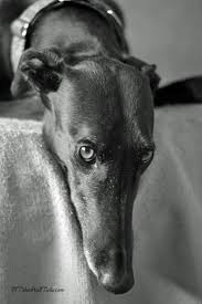 A Study In Contrasts Tales And Tails American Shorthair Cat Grey Hound Dog Beautiful Dogs