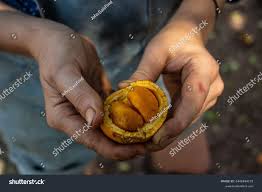 Image result for Strychnos madagascariensis