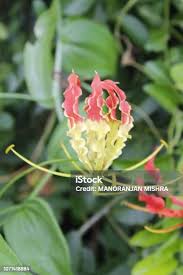 Image result for Colchicaceae