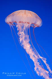 The radial muscles then cause a further flexion of the umbrella. Pin On Jellyfish Beauties