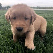 All of our golden puppies are socialized with our families, have had their first set of puppy shots, are wormed twice, and their dew claws are removed, you receive a four generation pedigree, and a written guarantee. Golden Retriever Puppy For Sale Home Land Puppies