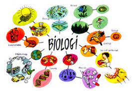 We did not find results for: Rangkuman Materi Biologi Kelas 10 Sma Kurikulum 2013 Revisi Biologi Kelas Umum Id