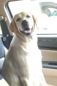 Please deal safely with breeders or dog owners at your own risk. Buy Kci Registered Puppies From Verified Dog Breeders In India