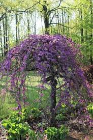 It's nearly impossible to resist the charm of this tiny, adorable tree. Lavender Twist Weeping Redbud Small Ornamental Trees Small Weeping Trees Ornamental Trees