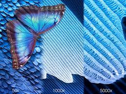 How i uva resin coat real wings and they're beautiful ! Nature S Most Beautiful Optical Illusion Butterfly Wings Jove