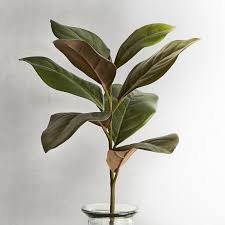 Pin On Leaves References
