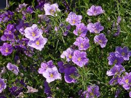 Image result for Nierembergia hippomanica