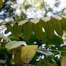 Image result for Polyscias fulva