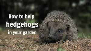 Try using a large, sturdy cardboard box with air holes cut into the sides, then fill it with dry grass or straw. The Wildlife Garden Project How To Help Hedgehogs In Your Garden Youtube