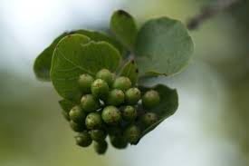 Image result for Crossopteryx