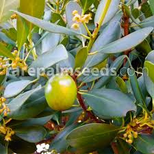 Gomortega keule – Keule – Buy seeds at rarepalmseeds.com
