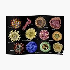 Jul 04, 2021 · selain virus tersebut ada juga virus lainnya yang bisa dicegah obat ini, untuk virusnya ada filovirus, flavivirus, bunyavirus, alphavirus, norovirus dan arenavirus. Poster Viren Redbubble