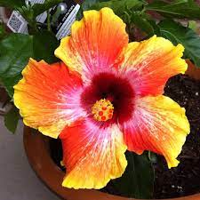 Hibiscus Flowers Gardening Yellow Red Perennial Tropical Hibiscus Hibiscus Flowers Blooming Plants