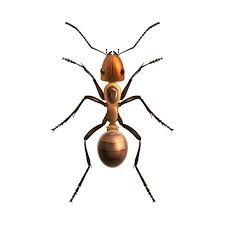 Realistische Ameise Isoliert Download Kostenlos Vector Clipart Graphics Vektorgrafiken Und Design Vorlagen