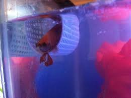 Plastic Mesh Hammocks Page 4 Betta Fish Toys Betta Fish Tank Betta Fish