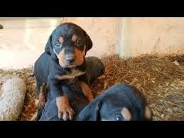 His dad is a pure bluetick coonhound and his mom is a black german shepherd. 3 5 Week Old Coonhound Mix Puppies Ukc Bluetick Coonhound X Black And Tan Youtube