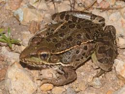 Image result for Lepidagathis andersoniana