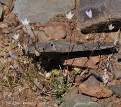 Image result for Wahlenbergia androsacea