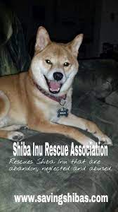 Bolin Is An Alumi Of Shiba Inu Rescue Association He Ask If You Are Considering Getting A Shiba To Please Check Your Local Shelters And Shiba Inu Shiba Inu