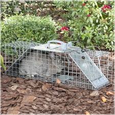 His wife posed the important question of how long it would take to trap the critter? How To Trap A Groundhog Youtube Arxiusarquitectura
