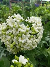 Image result for Ochna pretoriensis