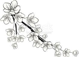 Black And White Cherry Blossom Vine Tattoo Afbeeldingsresultaat Voor Black And White Cherry Blossom Drawing Dibujos Patrones De Bordado Bordado A Mano