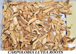 Image result for Carpolobia