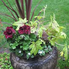 Northwest Gardening Container Garden Recipe Container Gardening Flowers Container Gardening Potted Plants Patio