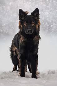 Sable Black And Cream German Shepherd For A Truly Great Dog Training Program That Will Help You To Train Your Best Friend Just Visit The Website Dogs Shepherd Puppies Snow Dogs