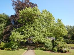 Image result for Acer negundo