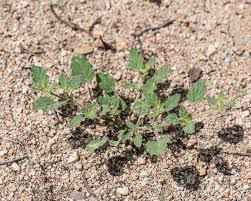 Image result for Boerhavia erecta