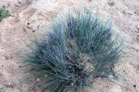 Image result for Stipagrostis