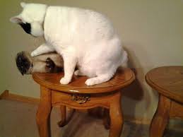 Image result for Deborah Ferrier