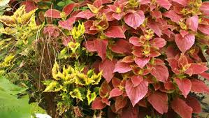 Image result for Coleus calycinus
