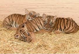 It stores and serves namebankids via life science identifiers, a persistent and distinct identifier. Hati Terhibur Di Zoo Taiping Dan Night Safari