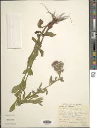 Image result for Blepharispermum pubescens