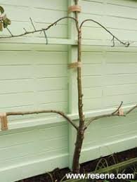 Cover the fence line with fruit trees/brambles. Create An Espalier Support Frame For A Fruit Tree A Kiwi Gardener Project