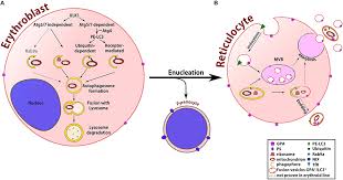 Frontiers From Erythroblasts To Mature Red Blood Cells