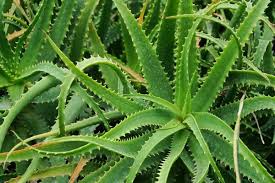 Etwas komplizierter ist die vermehrung durch samen. Aloe Anzucht Pflege Und Wirkung Saemereien Ch