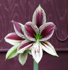 The Amaryllis Family Hippeastrum Papilio Amaryllis Flowers Amaryllis Plant Beautiful Flowers